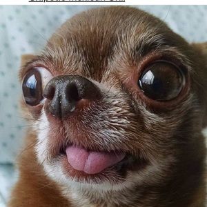 Meet your Posher, Noam